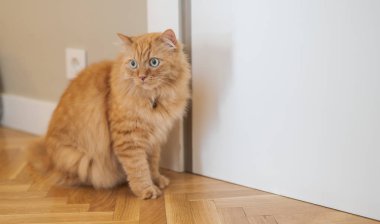 Evde katta oturan evin etrafında yürüyüş güzel kızıl uzun saçlarını kedi