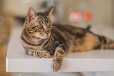 Güzel kısa saç kedi evde beyaz masanın üzerinde yatan