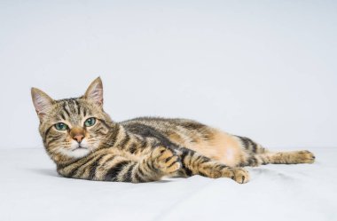 Evdeki yatakta yatan güzel kısa saçlı kedi.