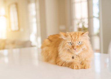 Güneşli bir günde evde mutfak masanın üzerinde yatan güzel kızıl uzun saçlarını kedi