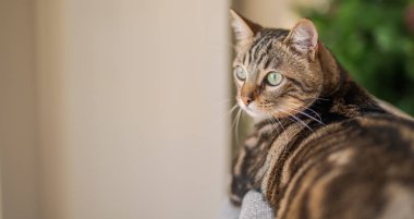 Güzel kısa saç kedi evde kanepede yalan