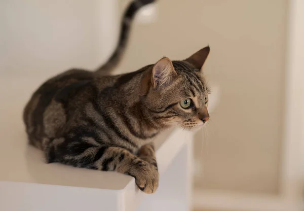 Коротковолосая Кошка Лежит Дома Белом Столе — стоковое фото