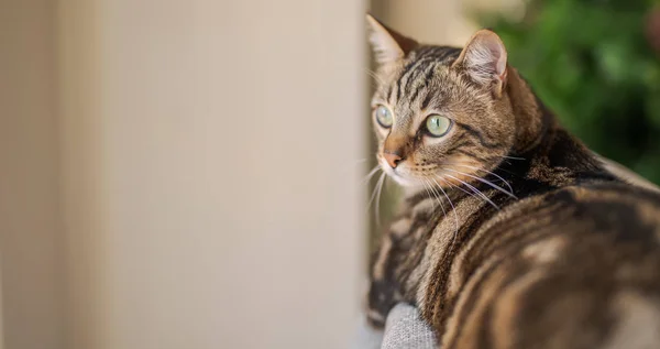 Schöne Kurzhaarkatze Die Hause Auf Dem Sofa Liegt — Stockfoto