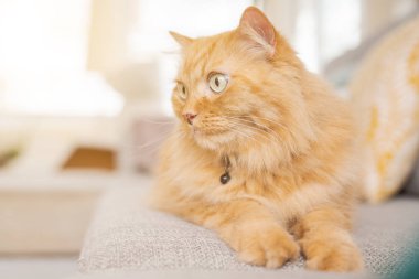 Güneşli bir günde evde kanepede yatan güzel kızıl uzun saçlarını kedi