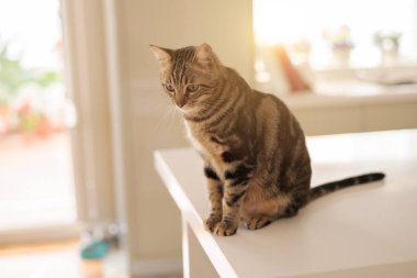 Evde beyaz masaya oturan güzel kısa saç kedi