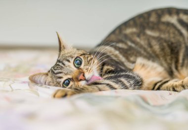 Evdeki yatakta yatan güzel kısa saçlı kedi.