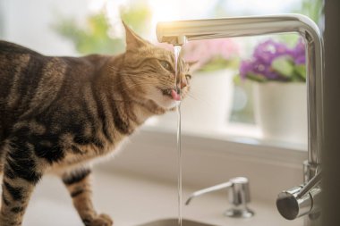 Güzel kısa saç kedi içme suyu musluk mutfak at