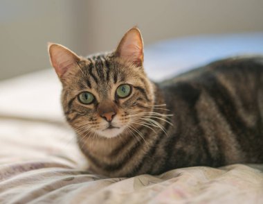 Evdeki yatakta yatan güzel kısa saçlı kedi.