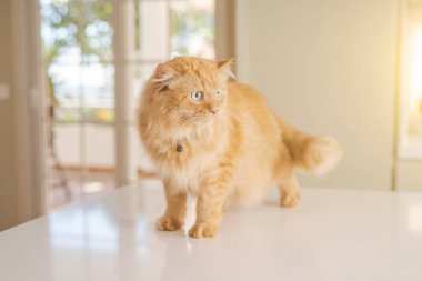 Güneşli bir günde evde mutfak masanın üzerinde yatan güzel kızıl uzun saçlarını kedi