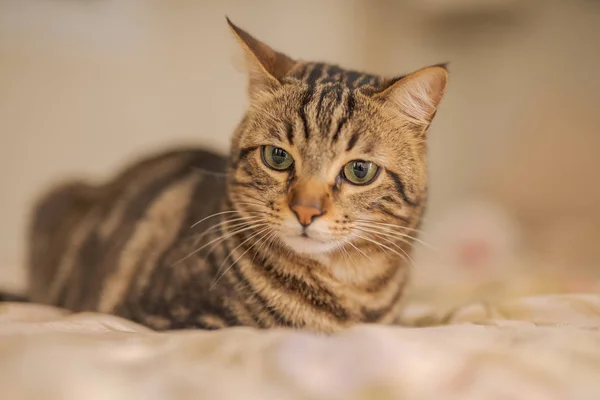 Vacker Kort Hår Katt Liggande Sängen Hemma — Stockfoto