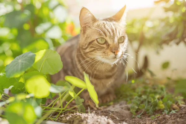 Schöne Kurzhaarkatze Spielt Mit Pflanzen Garten Einem Sonnigen Tag Hause — Stockfoto