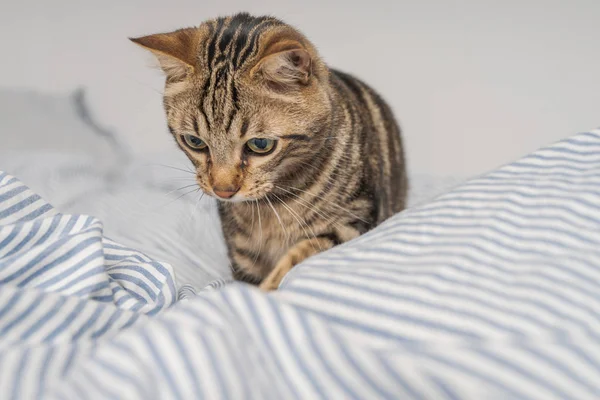 Vacker Kort Hår Katt Liggande Sängen Hemma — Stockfoto