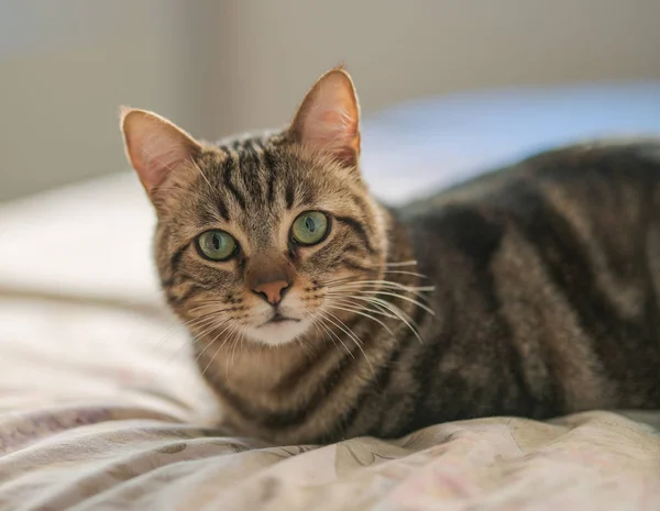 Beautiful Short Hair Cat Lying Bed Home — Stock Photo, Image