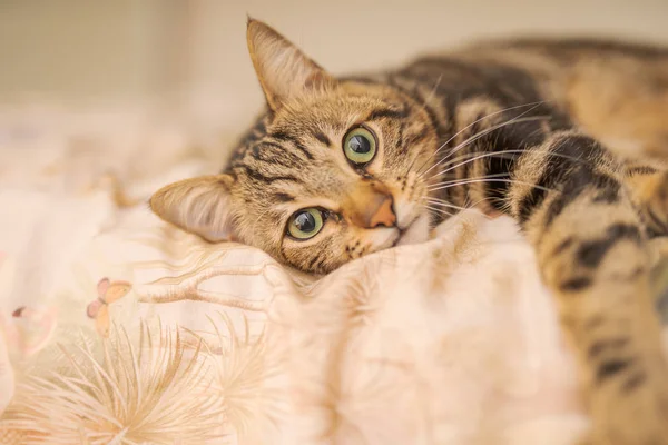 Hermoso Gato Pelo Corto Acostado Cama Casa —  Fotos de Stock