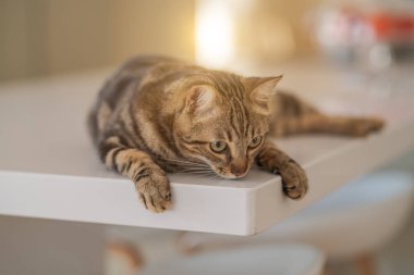 Güzel kısa saç kedi evde beyaz masanın üzerinde yatan
