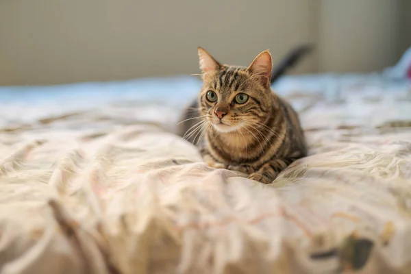 Vacker Kort Hår Katt Liggande Sängen Hemma — Stockfoto