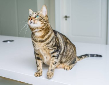 Kısa saç sevimli kedi evde meraklı ve snooping seyir