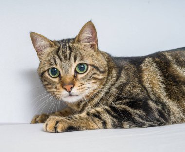 Evdeki yatakta yatan güzel kısa saçlı kedi.