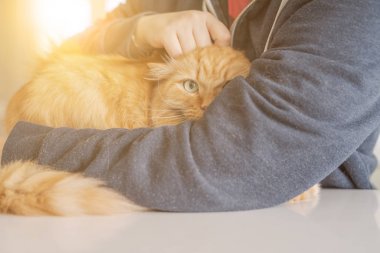 Güzel Kızıl uzun saçlarını kedi evde güneşli bir günde sarılma