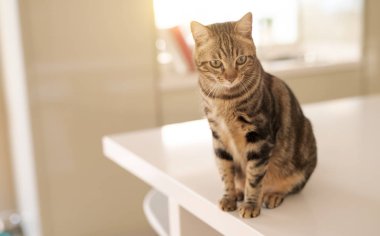 Evde beyaz masaya oturan güzel kısa saç kedi