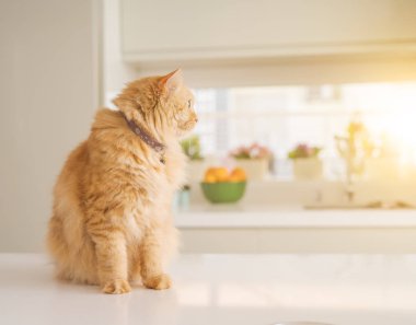 Güneşli bir günde evde mutfak masanın üzerinde yatan güzel kızıl uzun saçlarını kedi
