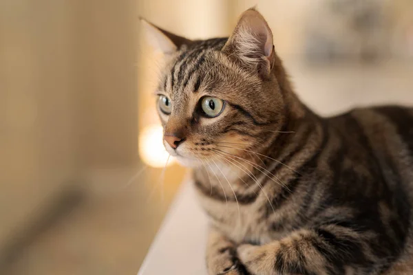 Schöne Kurzhaarkatze Liegt Hause Auf Weißem Tisch — Stockfoto