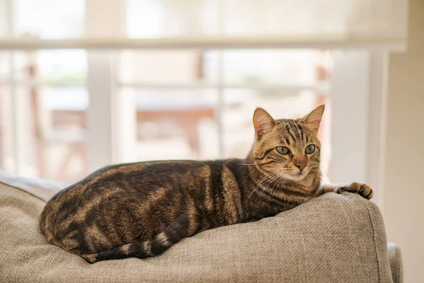 Коротковолосая Кошка Лежит Дома Диване — стоковое фото