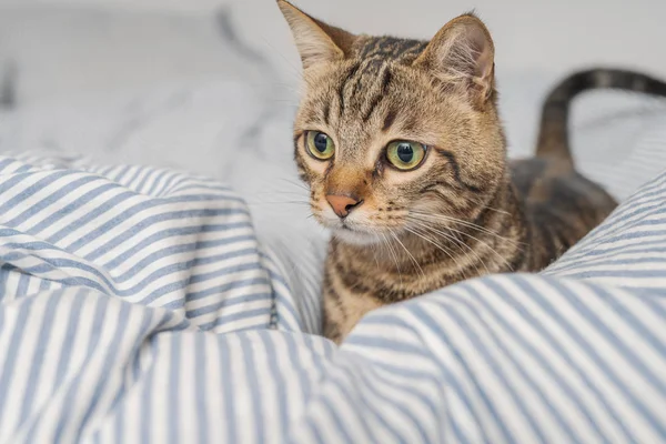 美しい短い髪の猫は自宅でベッドの上に横たわっている — ストック写真