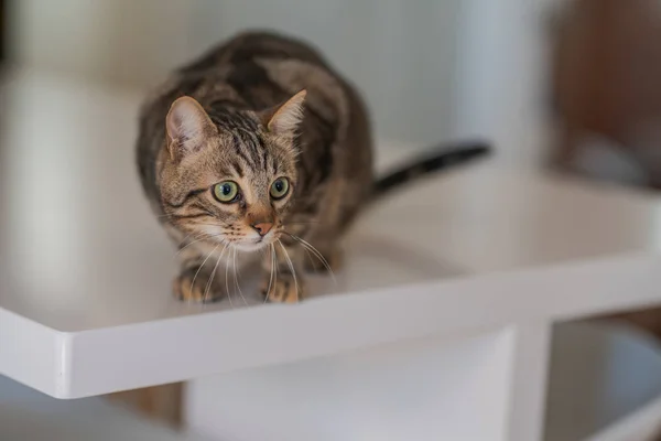 Belo Gato Cabelo Curto Sentado Mesa Branca Casa — Fotografia de Stock