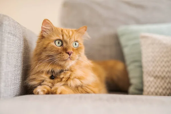 Vackra Ingefära Lång Hår Katt Liggande Soffan Solig Dag Hemma — Stockfoto