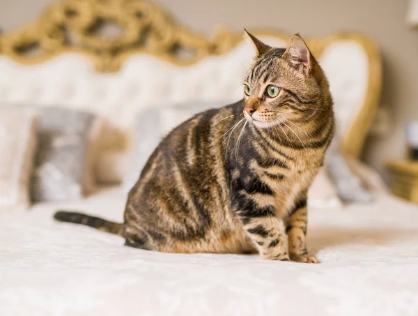 침대에 아름다운 고양이 — 스톡 사진