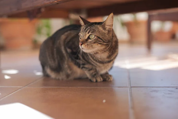 Belo Gato Cabelo Curto Brincando Deitado Chão Jardim Casa — Fotografia de Stock