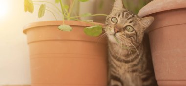 Oynama bitkiler ile Bahçe güneşli bir günde evde güzel kısa saç kedi