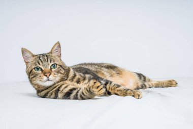 Evdeki yatakta yatan güzel kısa saçlı kedi.