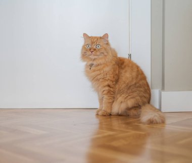 Evde katta oturan evin etrafında yürüyüş güzel kızıl uzun saçlarını kedi