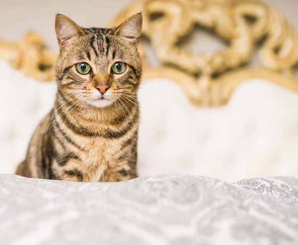 Hermoso Gato Pelo Corto Acostado Cama Casa — Foto de Stock