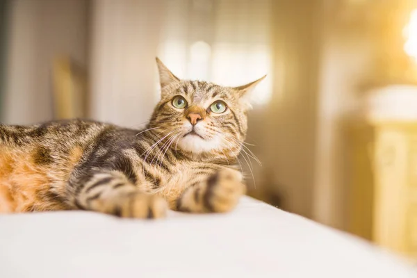 Όμορφη Γάτα Κοντά Μαλλιά Που Βρίσκεται Στο Κρεβάτι Στο Σπίτι — Φωτογραφία Αρχείου