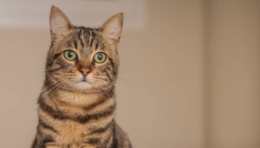 Kısa saç sevimli kedi evde meraklı ve snooping seyir