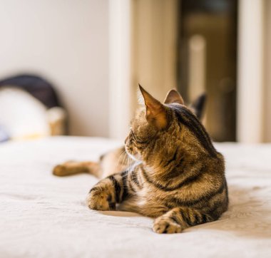 Evdeki yatakta yatan güzel kısa saçlı kedi.