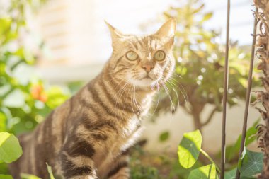 Oynama bitkiler ile Bahçe güneşli bir günde evde güzel kısa saç kedi