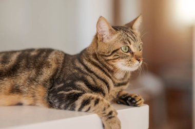 Güzel kısa saç kedi evde beyaz masanın üzerinde yatan