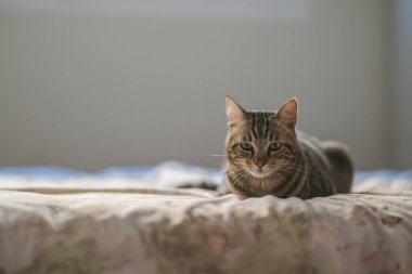 Evdeki yatakta yatan güzel kısa saçlı kedi.