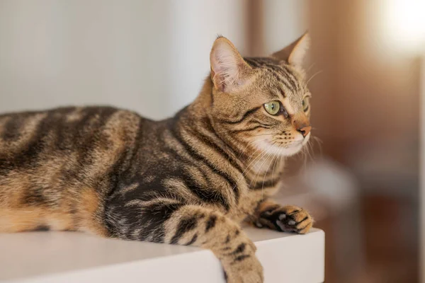 自宅の白いテーブルの上に横たわる美しい短い髪猫 — ストック写真