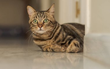 Güzel kısa saç kedi evde yerde yatarken