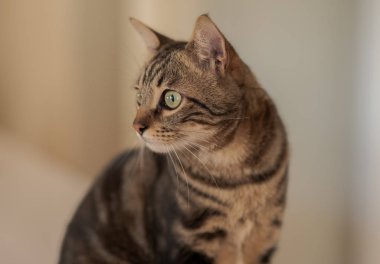 Evde beyaz masaya oturan güzel kısa saç kedi