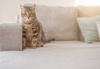 Güzel kısa saç kedi evde kanepede yalan