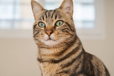 Evdeki yatakta yatan güzel kısa saçlı kedi.