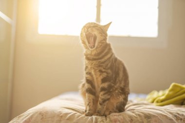 Evdeki yatakta yatan güzel kısa saçlı kedi.