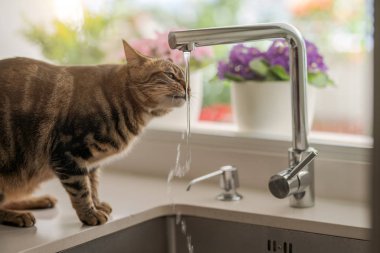 Güzel kısa saç kedi içme suyu musluk mutfak at
