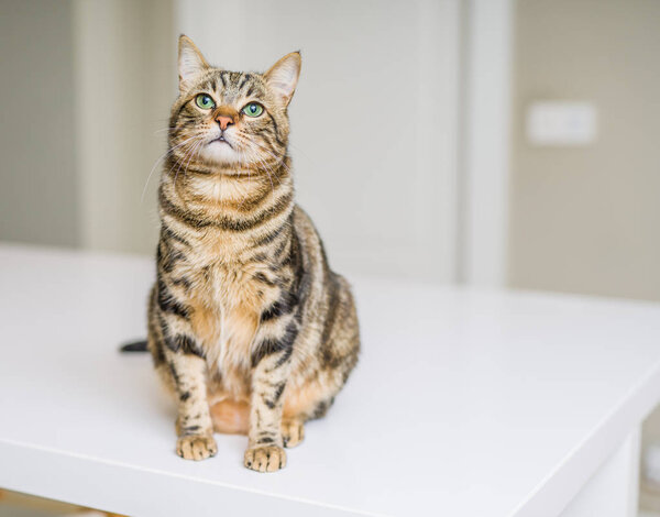Cute short hair cat looking curious and snooping at home